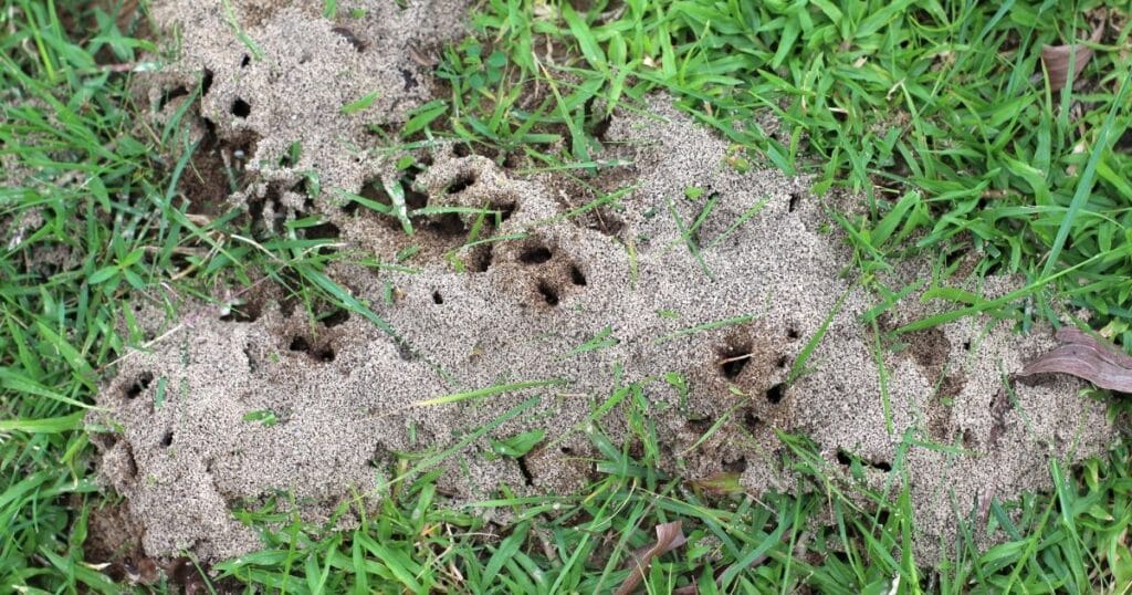 Mravenci ani slimáci nebudou mít díky domácímu prostředku šanci