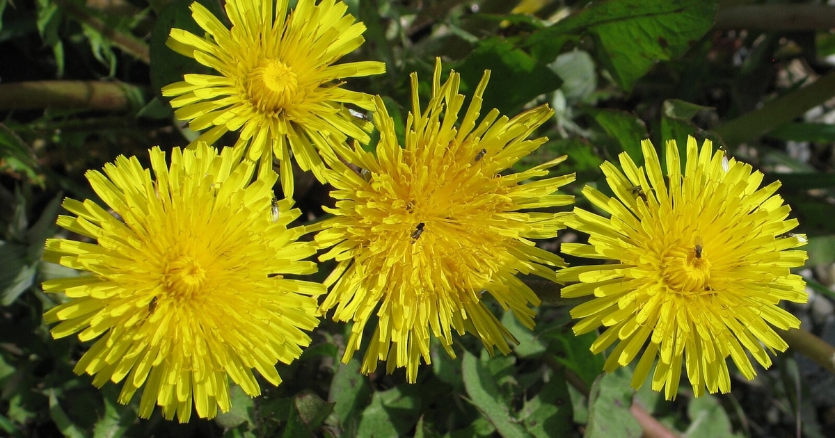 Pampelišek se dá zbavit i bez chemie. Pomůže vidlička a ocet