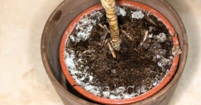 Na plíseň v květináči zaberou babiččiny rady: Stačí dát hlínu na chvíli do trouby