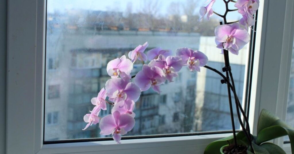 Orchideje chtějí péči – ale ne příliš. Stačí jim i rýže