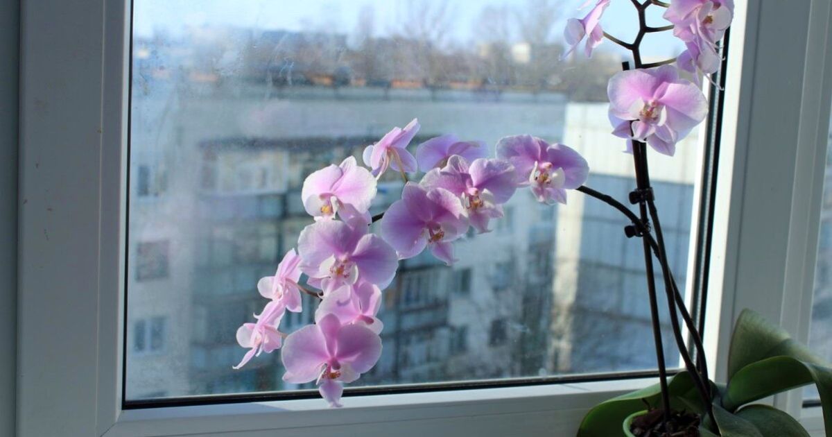 Domácí hnojivo jako spása pro orchidej: 5 lžic rýže ji znovu postaví na nohy