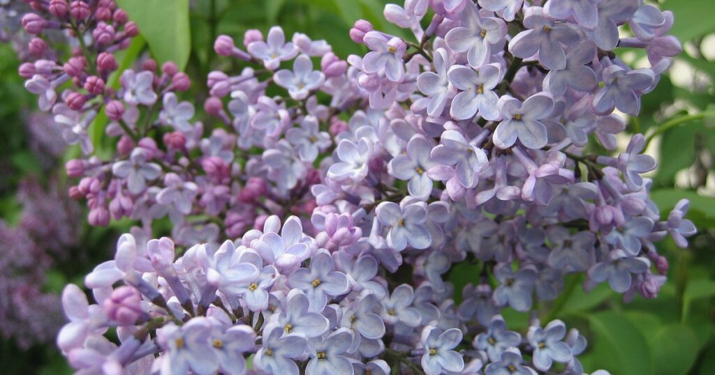 serik syringa