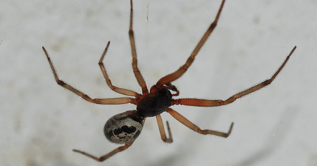 steatoda nobilis