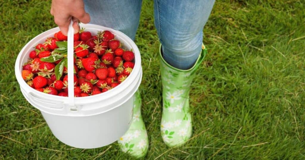 Na jahody platí domácí recept, plodí pak jako o závod