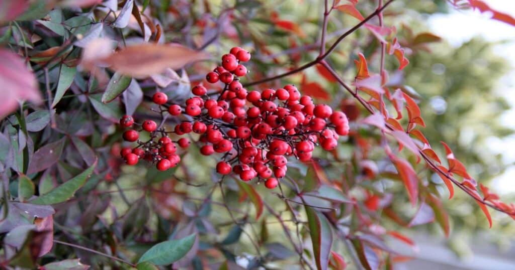 Nebeský bambus (Nandina domestica)
