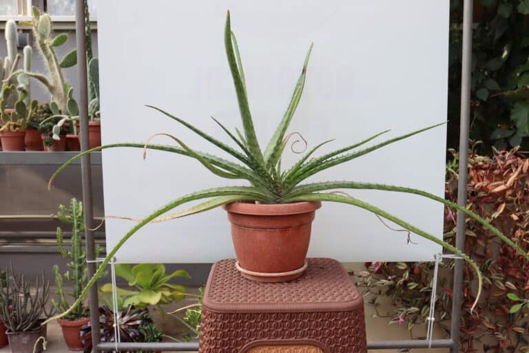 aloe vera botanichka gradina skope 3