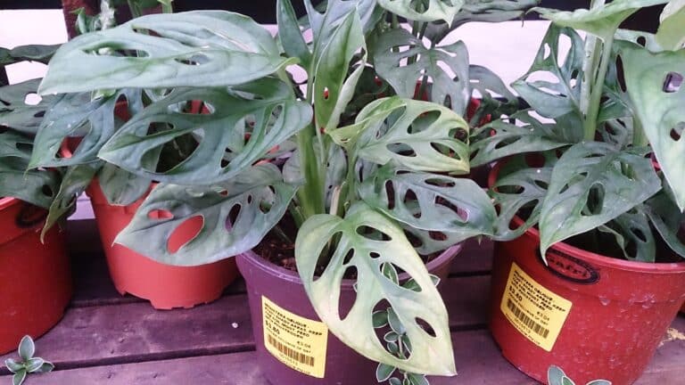 window leaf monstera monstera obliqua 3