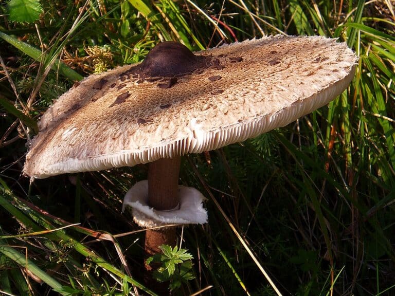 velika suncanica